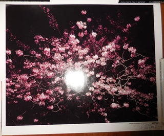 Item #24841 Night Flower No. 43 (Signed Poster). Gareth Photography - McConnell